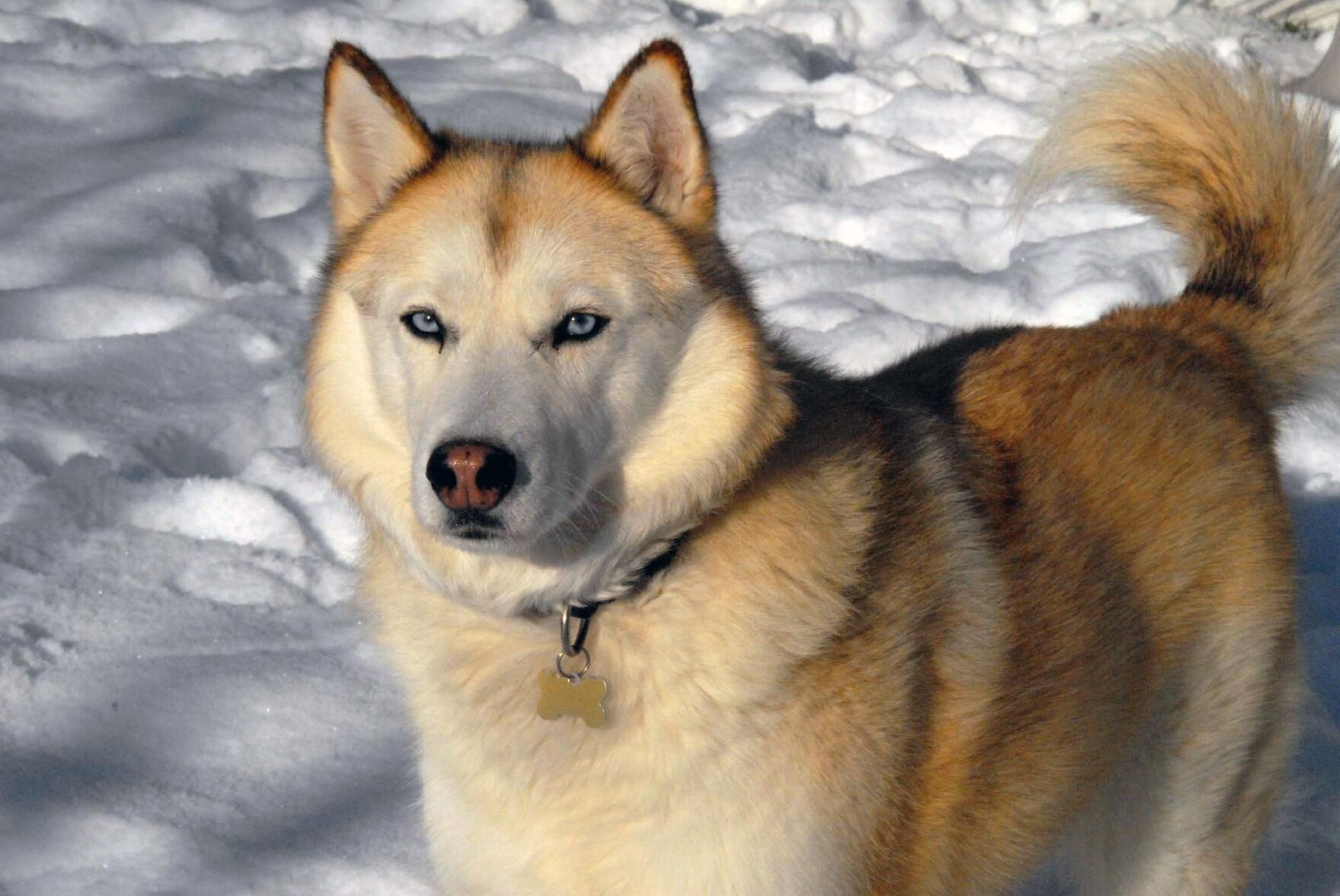 #35. Siberian husky (tie)